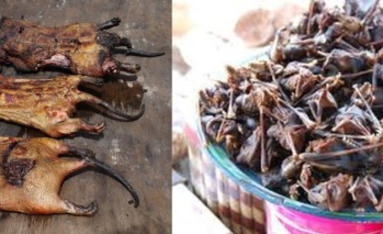 FAO Warns of Ebola Danger through Consumption of Wildlife Species including Bush Meat & Fruit Bats