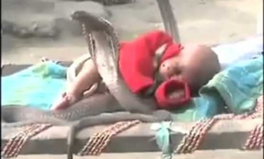 ummmmh!! Deadly cobras protect sleeping “human baby” – (Unbelievable Photo & Video)
