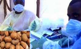 Good News! Bitter Kola Possible Cure For Ebola ––US-base Nigerian Doctor