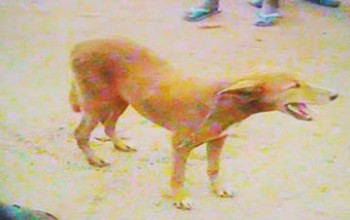 This is Madness! 19 year old slept with a dog in Edo