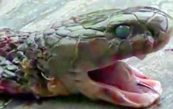 Very Important, Must See+Video! Chef cooking snake dies after cobra bites him - 20 minutes after head was cut off