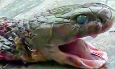 Very Important, Must See+Video! Chef cooking snake dies after cobra bites him - 20 minutes after head was cut off