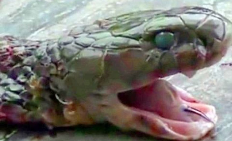 Very Important, Must See+Video! Chef cooking snake dies after cobra bites him – 20 minutes after head was cut off