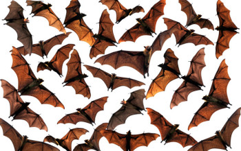 Burkina Faso Bans Hunting for Bats over Ebola Fears