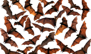 Burkina Faso Bans Hunting for Bats over Ebola Fears