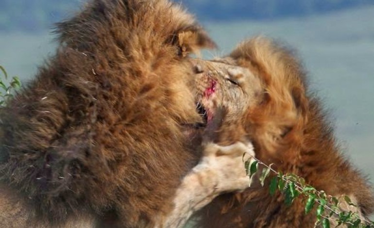 Pics: Lions fight to be king of the Jungle in brutal battle captured on camera