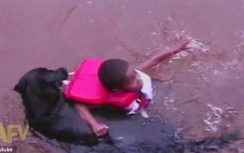 Awww So Cute…Dog Tries to Rescue Swimming Boy – Watch!
