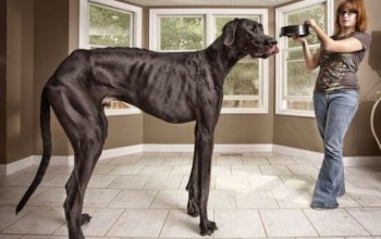 Photo: Zeus the world's tallest dog dies just before his 6th birthday [Video]