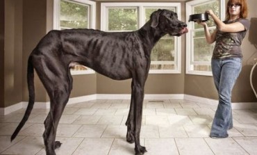 Photo: Zeus the world's tallest dog dies just before his 6th birthday [Video]