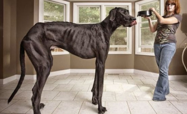 Photo: Zeus the world’s tallest dog dies just before his 6th birthday [Video]