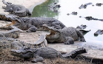 Depressed Woman Jumps Into A Crocodile-filled Pond, Ripped Apart In Minutes