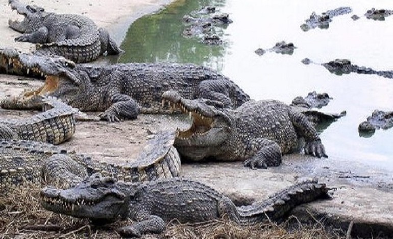 Depressed Woman Jumps Into A Crocodile-filled Pond, Ripped Apart In Minutes
