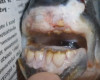 A bizarre fish with human teeth was caught in the Northern Dvina River, Russia.