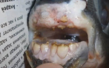 A bizarre fish with human teeth was caught in the Northern Dvina River, Russia.
