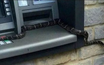 Very Strange: Snake “Withdraws” Cash At Barclays Bank ATM, See Pictures