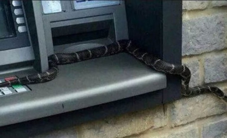Very Strange: Snake “Withdraws” Cash At Barclays Bank ATM, See Pictures