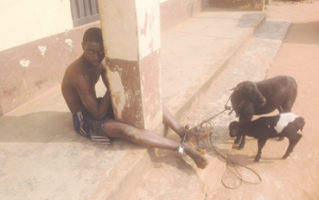 Teenager caught having sex with a sheep in Enugu (photo)