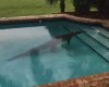 Florida Man finds crocodile in his swimming pool (photo)