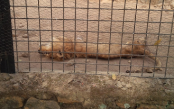 Choi! See the condition of a Lion in a zoo in Jos