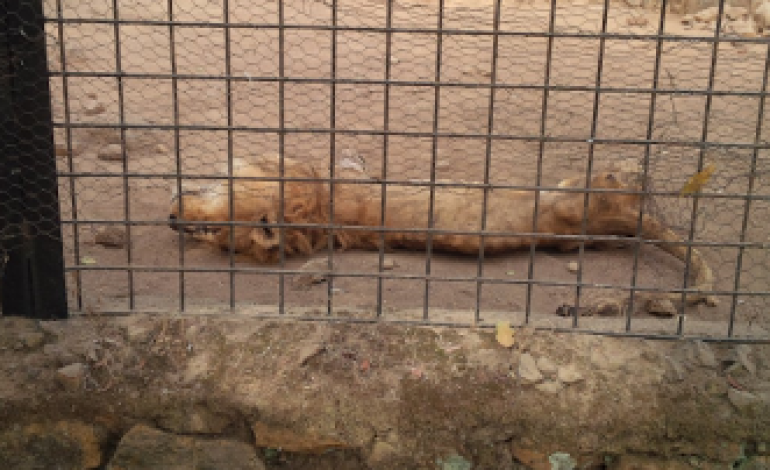 Choi! See the condition of a Lion in a zoo in Jos