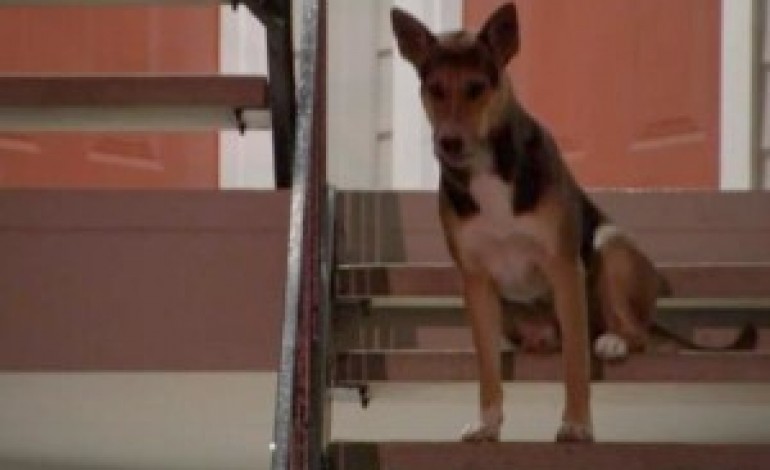 Dog Waits Weeks for Murdered Owner to Come Home (Video)