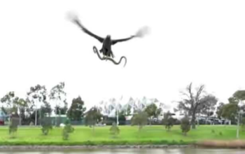 Family enjoying riverside picnic in Australia get a nasty surprise when hawk drops live snake on their BBQ
