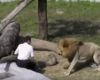 A crazy man jumps into the lions’ den at a zoo. What happens next shocks all visitors!