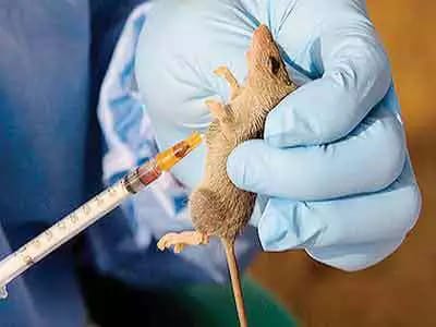 RED ALERT! Lassa fever spreading FAST, confirmed in four states (See list)