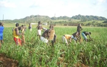 Ex-militants to go into farming – FG