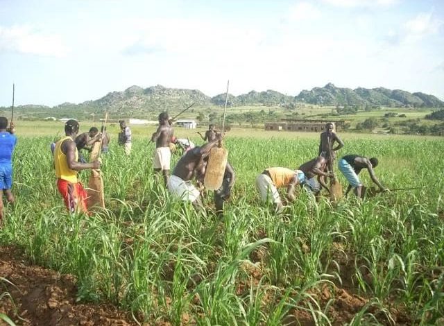 Ex-militants to go into farming – FG