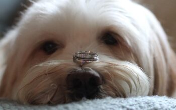 Dog eats woman's engagement ring during photo-op fail, alarming Reddit users
