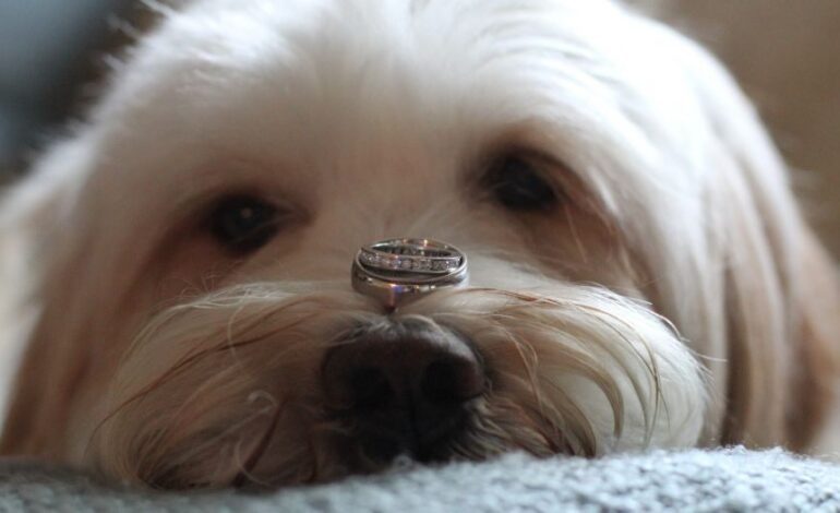 Dog eats woman’s engagement ring during photo-op fail, alarming Reddit users